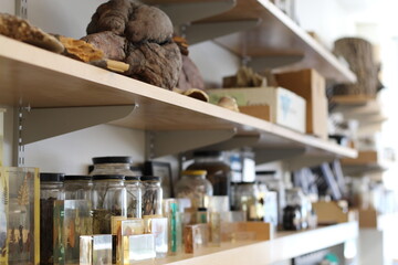 Biological science specimens in jars sitting on shelf
