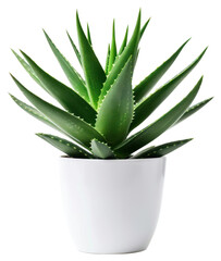 PNG Aloe vera plant aloe potted plant.
