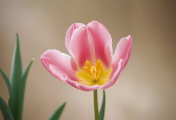 Fototapeta premium pink and white tulips