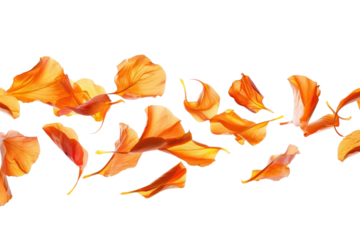PNG  Floating orange flower petals gracefully