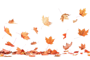 PNG  Autumn leaves falling gracefully