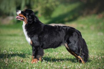 funny portrait Bernese mountain dog stay on grass. green park on background
