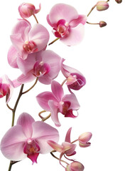 Obraz premium PNG Elegant pink orchid flowers
