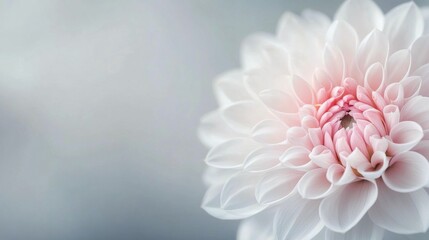 Fototapeta premium Close-up of a delicate pink and white flower on a blurred background