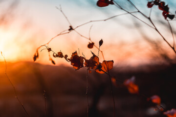 Autumn branch with dry leaves in the forest against the backdrop of sunset. A feeling of coziness,...