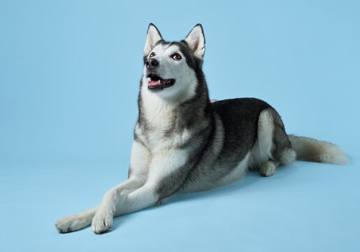 Content Siberian Husky lounging against a soft blue background, showcasing its relaxed yet attentive nature. The dog's clear, intelligent eyes and healthy coat speak to a well-cared-for companion