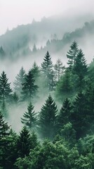 a foggy forest filled with lots of trees
