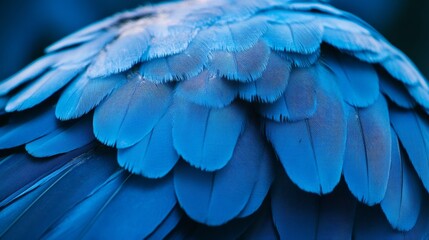 Fototapeta premium a close up of a blue bird's feathers