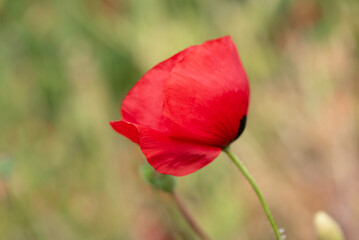 Red poppy wild Irish flowers
