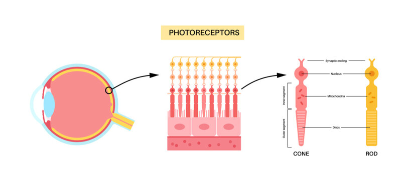 Photoreceptors medical poster