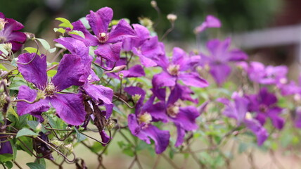 A clematis flower in full bloom in a garden