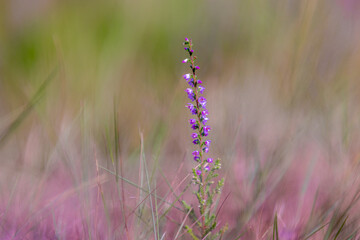 Soft selective focus of wild purple flower, Calluna vulgaris (Heide, Heath, ling or simply heather) is the sole species in the genus Calluna, Flowering plant family Ericaceae, Nature floral background