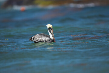 Brown Pelican (Pelecanus occidentalis urinator), Galapagos subspecies, adult resting flying