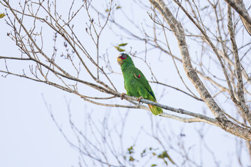 The white-fronted amazon (Amazona albifrons) also known as the white-fronted parrot, or spectacled...