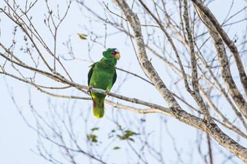The white-fronted amazon (Amazona albifrons) also known as the white-fronted parrot, or spectacled amazon parrot, is a Central American species of parrot.
