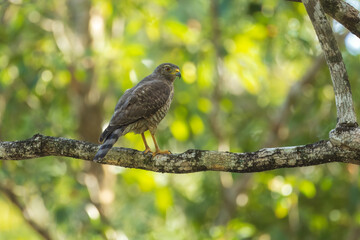 Broad-winged Hawk is a subspecies of the Broad-winged Hawk, a medium-sized raptor with a distinctive broad wingspan and tail. It has a brown back, white underside, and black-and-white ban