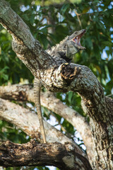 Green iguana (Iguana iguana) with open mounth on tree in tropical rainforest,