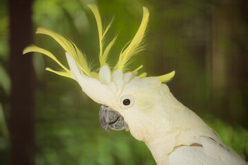 Portrait of  Yellow-crested Cockatoo, Cacatua sulphurea
