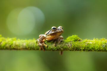 Craugastor fitzingeri is a species of frog in the family Craugastoridae. It is found in northwestern Colombia, Panama, Costa Rica, eastern Nicaragua, and northeastern Honduras.