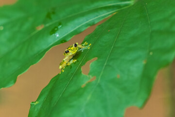 Hyalinobatrachium valerioi, sometimes known as the La Palma glass frog, is a species of frog in the family Centrolenidae. It is found in central Costa Rica and south to Panama