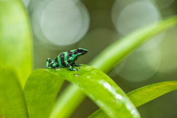 The green-and-black poison dart frog (Dendrobates auratus), also known as the green-and-black poison arrow frog and green poison frog (among others)