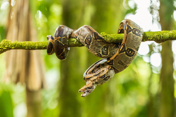 Boa imperator (or Boa constrictor imperator in common usage) is a large and heavy-bodied arboreal species of nonvenomous, constrictor-type snake in the family Boidae. 