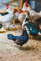 Gallina in un pollaio