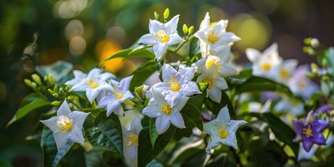 White or purple star shaped flowers of Solanum jasminoides a Solanaceae evergreen shrub vine native to Brazil blooming in summer