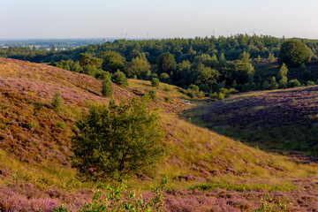 Nature landscape, The flowering Calluna vulgaris (heather, ling, or simply heather) on slope, Purple flowers on the hill side field, Posbank, Veluwezoom National Park, Rheden, Gelderland, Netherlands.