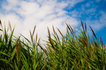 Tall green grass with blue sky and white clouds in the background. 