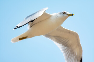 A ringed-billed  gull flies over Lake Michigan