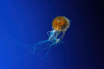 Jellyfish swimming underwater aquarium, oceanarium pool. The Northern sea nettle brown jellyfish chrysaora melanaster in blue water, ocean. Theriology, undersea life.