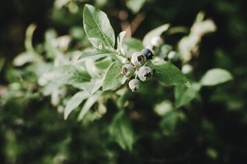 unripe bilberry fruits in th summer garden. Gardening, fruit harvest.
