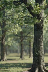 Fototapeta premium A person relaxing on a bench under a shaded tree