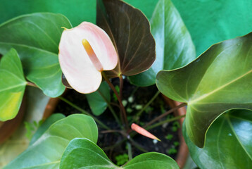 Closeup of an Anthurium flower on a green background