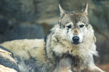 チュウゴクオオカミ