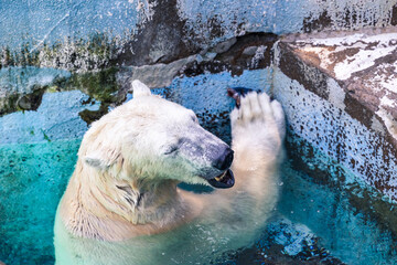 プールで遊ぶホッキョクグマ