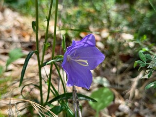 Blue "Carpatian Bellflower" (or Tussock Bellflower, American Harebell, Carpathian Harebell).