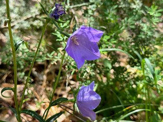 Blue "Carpatian Bellflower" (or Tussock Bellflower, American Harebell, Carpathian Harebell).