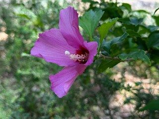 Close-up of pink flower of Hibiscus syriacus 'Russian Violet'.
