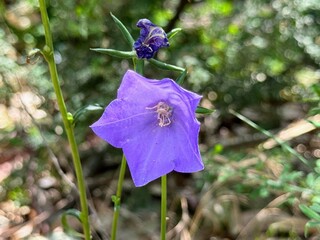 Blue "Carpatian Bellflower" (or Tussock Bellflower, American Harebell, Carpathian Harebell).