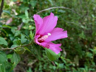 Close-up of pink flower of Hibiscus syriacus 'Russian Violet'.
