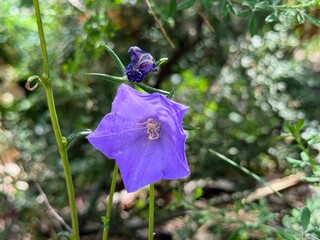 Blue "Carpatian Bellflower" (or Tussock Bellflower, American Harebell, Carpathian Harebell).