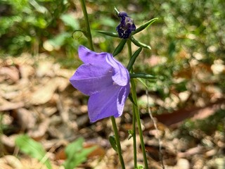 Blue "Carpatian Bellflower" (or Tussock Bellflower, American Harebell, Carpathian Harebell).