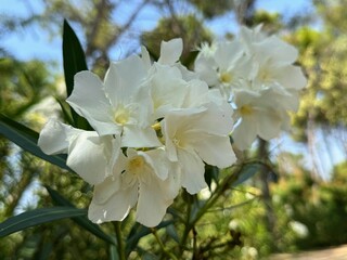 Adelfa, Nerium Oleander .Oleander. A shrub for urban decoration, also known as the Havana lily.
