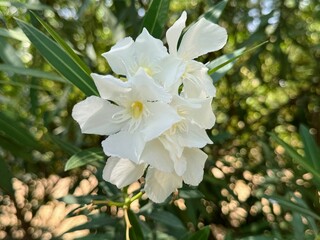Adelfa, Nerium Oleander .Oleander. A shrub for urban decoration, also known as the Havana lily.
