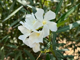 Adelfa, Nerium Oleander .Oleander. A shrub for urban decoration, also known as the Havana lily.

