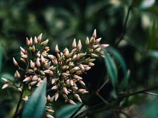 Spring flowers