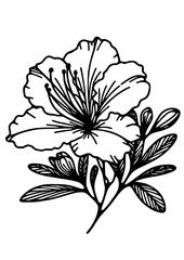 Flowers SVG, Plant SVG, Blossom SVG, Alstroemeria SVG, Rose SVG, Camelia SVG, Poppy SVG, Lilac SVG, Hibiscus SVG, Orchid SVG, Flowers Design, Flowers Silhouette, Cut file for Cricut SVG, JPG, PNG