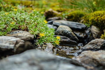 Wild wachsende Kräuter an einem kleinen Gebirgsbach perfekt als Hintergrundbild